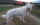 (ch) Lancelot du flocon d'argent