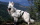 (ch) Lancelot du flocon d'argent