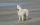 (ch) Lancelot du flocon d'argent